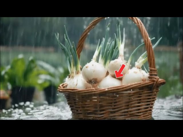 🧅No midroll ads🧅Fresh onions in the rain, ASMR, Relaxation, Meditation(3H)