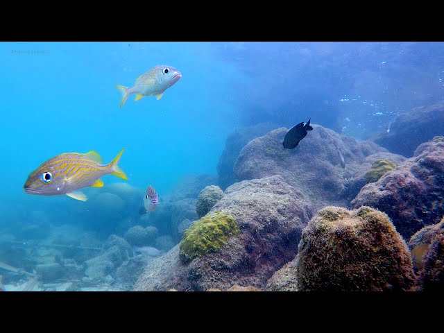 Real Underwater Aquarium Ambience in the Ocean of Curacao / Relaxing Wave Sounds & Beautiful Fish 🐠