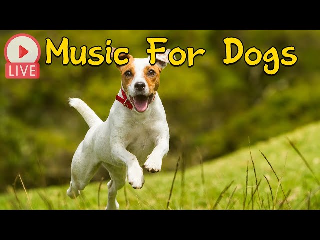 🔴[ LIVE] Dog TV 🎵 Relaxing Music for Dogs 🐾 Separation Anxiety Relief & Dog Entertainment