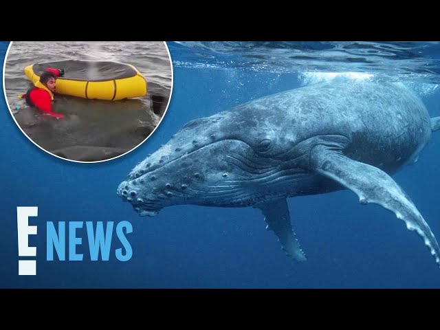 Humpback Whale SWALLOWS Kayaker: Watch the Viral Video! | E! News