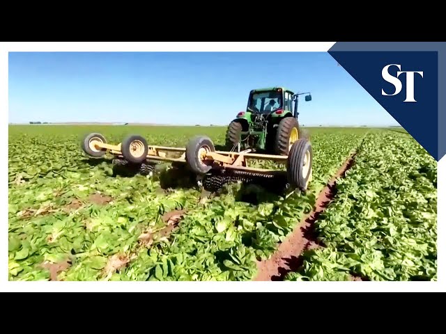 US farmers forced to destroy crops with no demand