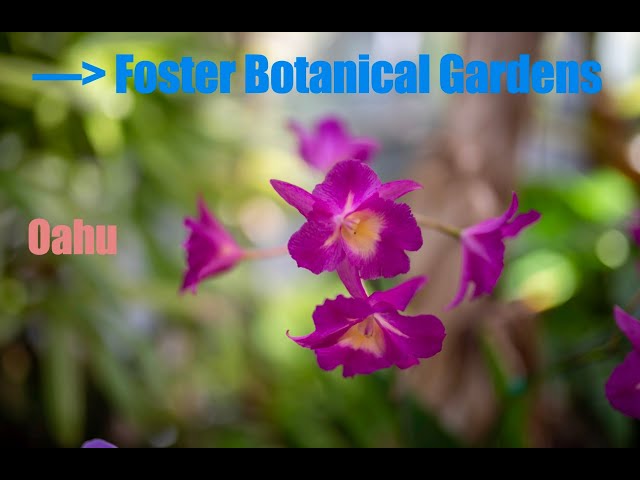 Introduction to Foster Botanical Gardens, Oahu