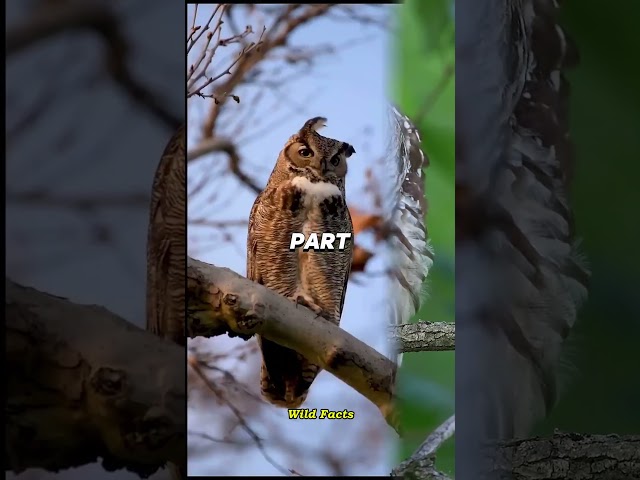 The Silent Hunter – Owl’s Mind-Blowing Abilities | Wild Facts #owl #shockingfacts #wildlife