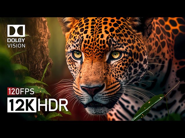 Why 12K HDR Video Is Still Useless