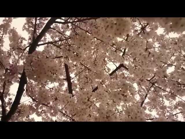 BEAUTIFUL_CHERRY_BLOSSOMS- SAKURA