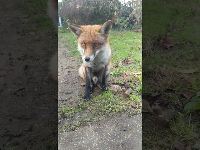 Fox Sits For Treats