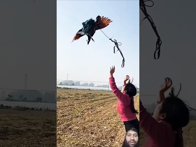 लड़की ने मोर को उड़ा रही है#shortvideo #peacock #animals #bangla #birds