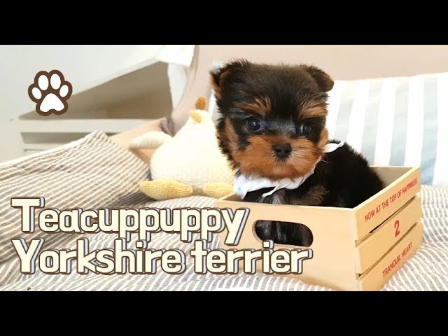 Teacup Puppy teacup yorkshire terrier baby Playing video - KimsKennelUS