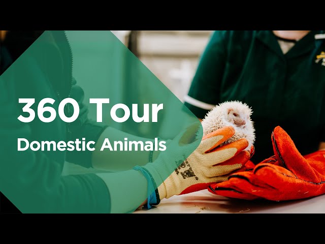 360 Tour - Domestic Animals