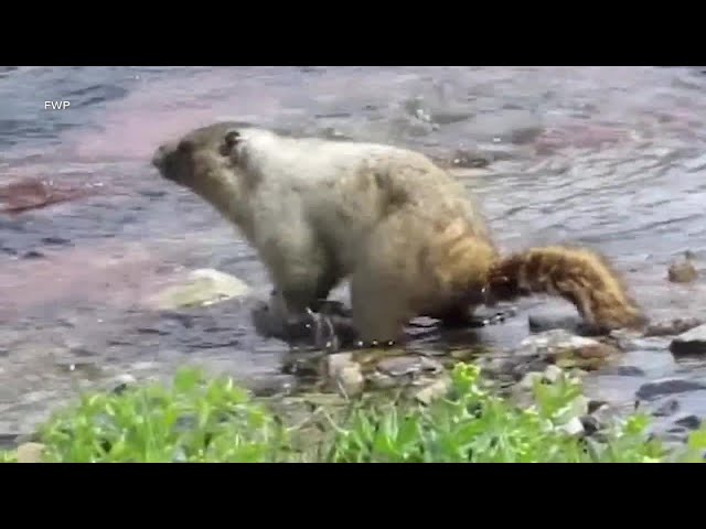 Groundhogs of the West: Marmots, Ground Squirrels, and Prairie Dogs