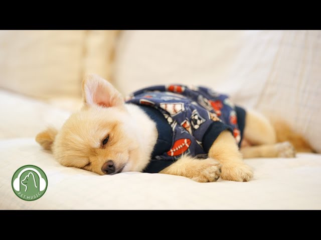 Soothing Music for sleeping dogs🐶Anxiety and stress relief music🎵Dog favorite music.