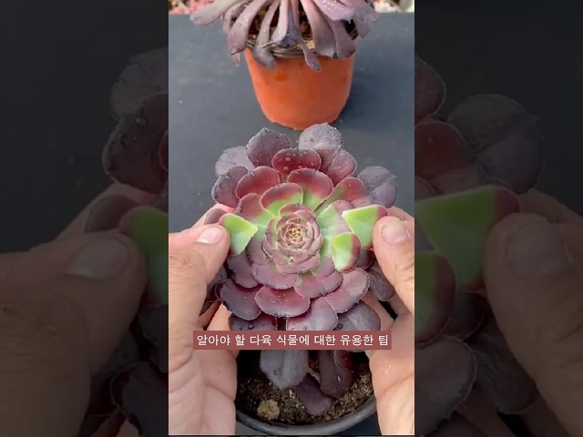 알아야 할 다육 식물에 대한 유용한 팁 | 多肉植物| 다육이들 | Suculentas