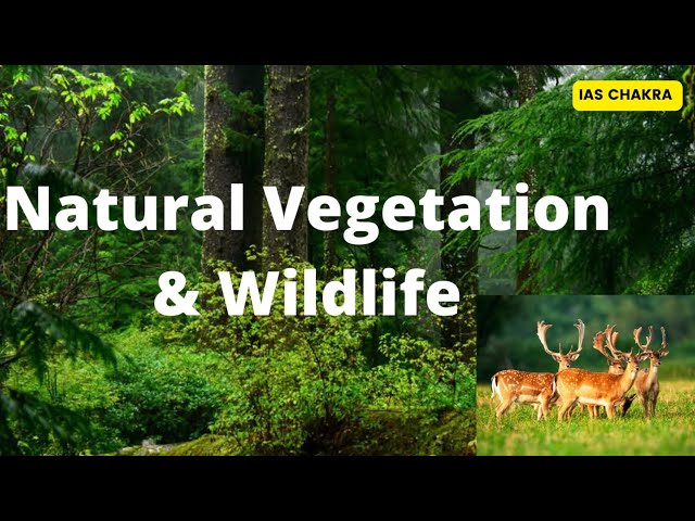 L-6 NCERT Class - 7 (Natural Vegetation and Wildlife| UPSC Prelims 2025 Series #upsc2025