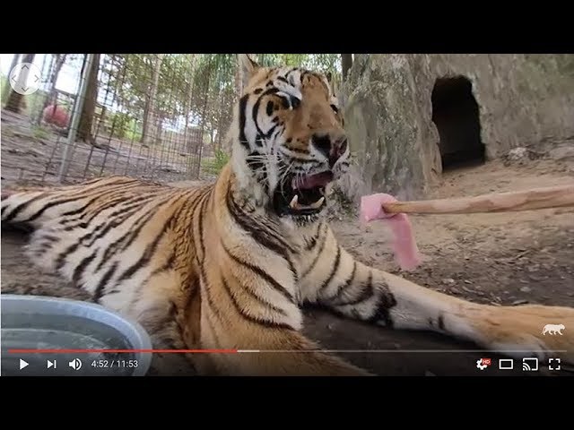 360 VR Zeus Tiger May 15 2018