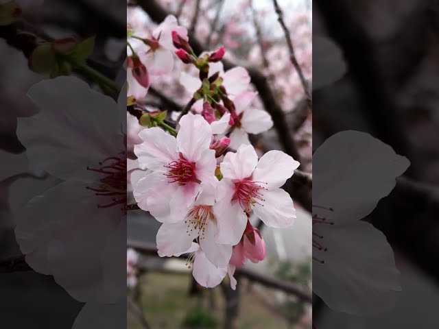 Cherry Blossoms at Lalasan! #taiwanstreetfood #nature