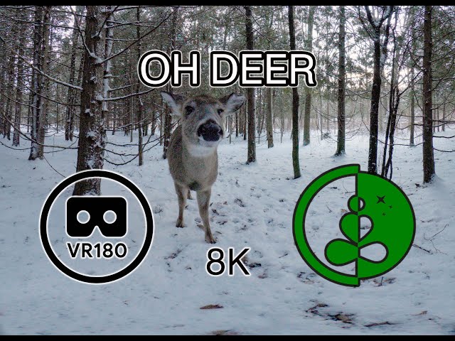 OH DEER | VR180 Nature Experience