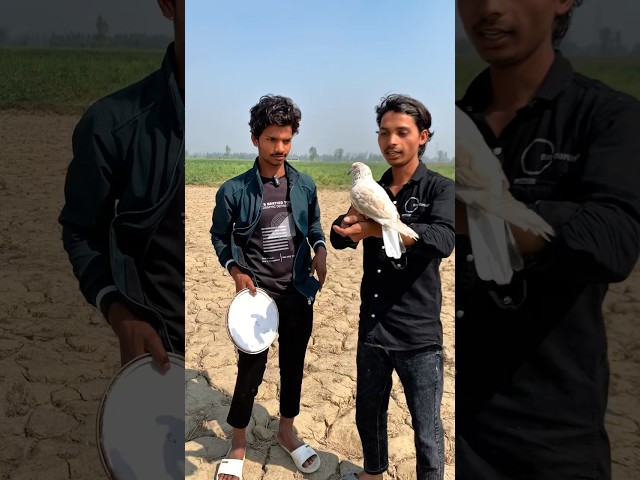 Kabutar 🕊️ ne match jita diya 😱#viral #pigeon #short #feed