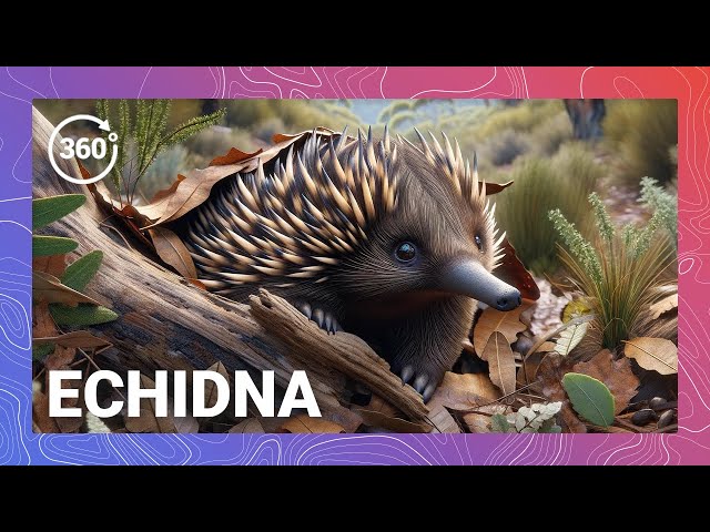 Echidna Extravaganza: Exploring the Quirks and Quills from the Land Down Under