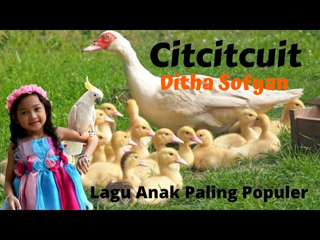 LAGU ANAK CIT CIT CUIT (BEBEK BERENANG ) DITHA SOFYAN, LAGU ANAK TERPOPULER VIRAL 2024