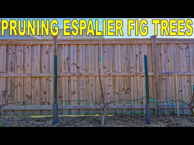 How To Pruning Espalier Fig Trees First Year [COMPLETE GUIDE]