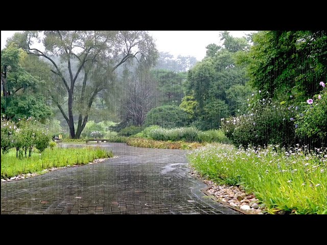 Beautiful Scenery of Rainy Arboretum & Healing Rain Sounds - Peace of Mind, Stress Relief