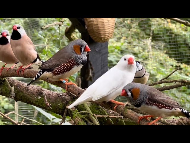 BIRD BREEDING Update | Finches | Softbills | Canary | Frozen Insects | Bird Aviary | S2:Ep16