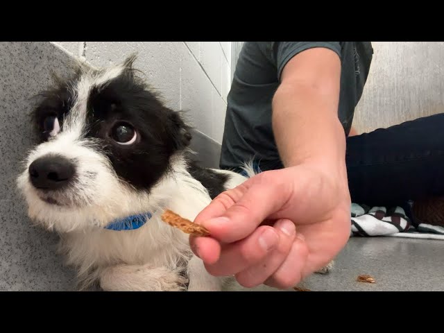 Watch this shelter dog take his first treat 🥹