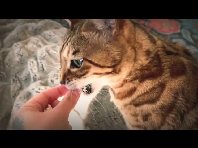 Cute Baby Cats💗CUTE-The most beautiful clips for kitten Cats