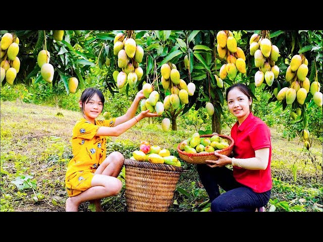 WOMAN Harvesting Pink Mutant Mango Goes To Market Sell - Ducks Care - Hanna Daily Life