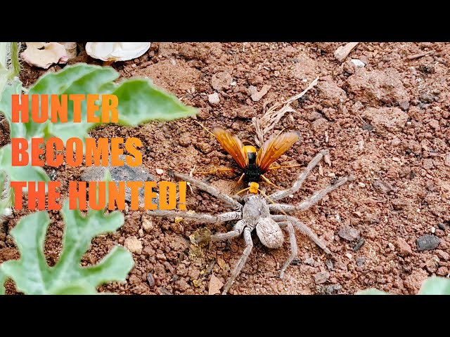 The Epic Showdown: Hunter Spider vs. Wasp - A Battle for Survival