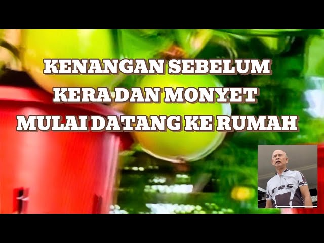 HOME GARDENING - KENANGAN SEBELUM KERA DAN MONYET MULAI DATANG KERUMAH