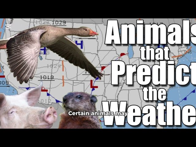 Can Animals Predict the Weather?