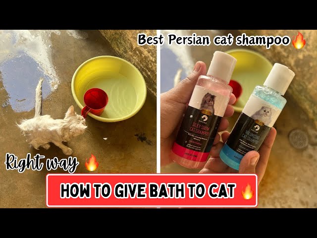 How to bathe a persian cat with persian cat shampoo || persian cat bathing - cat care in winter