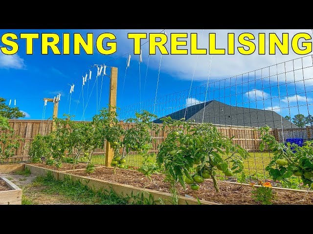 The BEST Method Of Tying Tomatoes: String Trellis Tomatoes