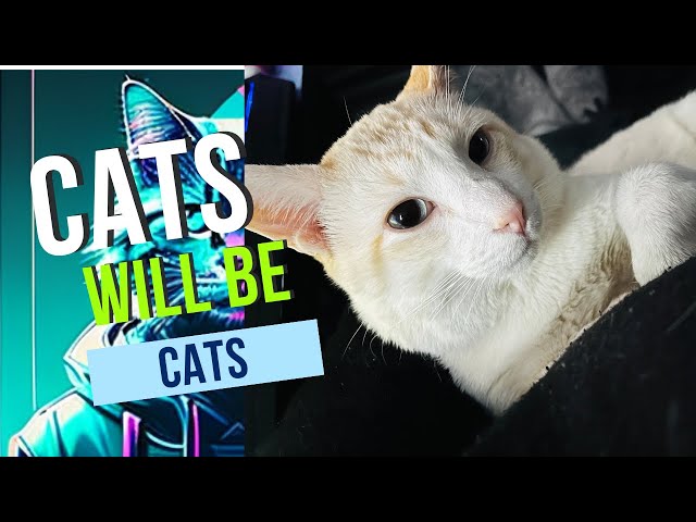 Heartwarming Fluffy Cutest Cats Compilation 2024