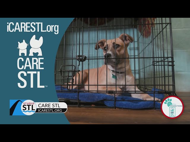 Help pets in need of forever homes at Care STL; join them for a Spring Gala!