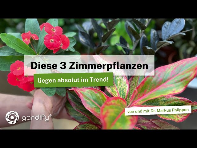 The top 3 houseplants from Axel Kanzler: News about Zamioculcas, Christ thorn and sedum