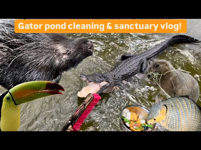 Gator pond cleaning & sanctuary vlog!