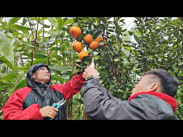 Harvest oranges together to sell to earn extra money to prepare for Tet.