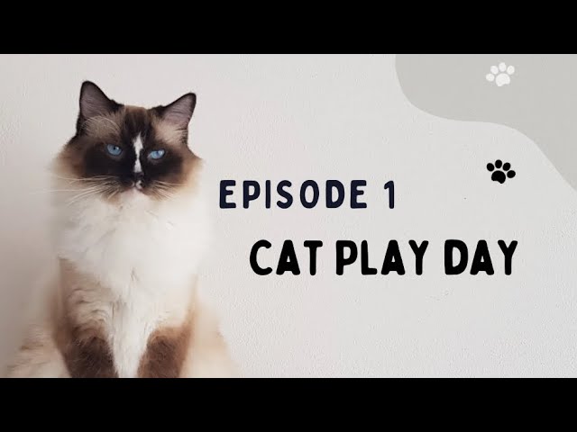 Cats never fail to make us laugh Funny cats cute kittens episode 1 #shorts