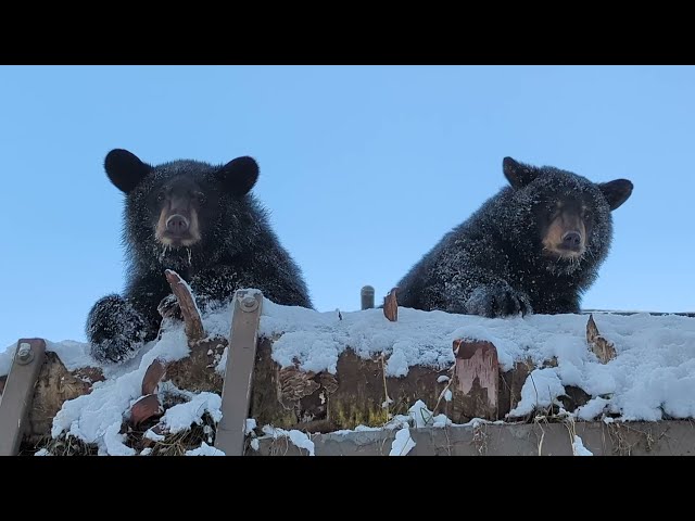 Rescued Black Bear Cubs Celebrate One Year At The Zoo