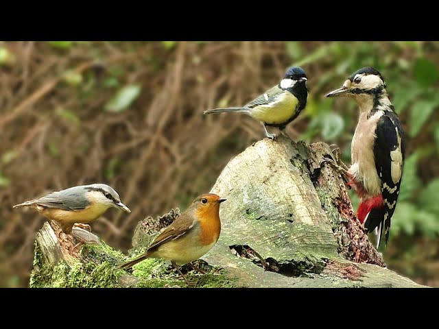 Bird Sounds Spectacular : 8 HOURS of Beautiful British Birds