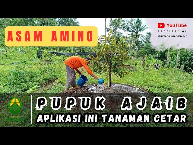 APLIKASI ASAM AMINO 🐠🐋🐟 | PUPUK AJAIB ✅ | Aplikasi Ini Tanaman Auto Cetar Cetar⚡