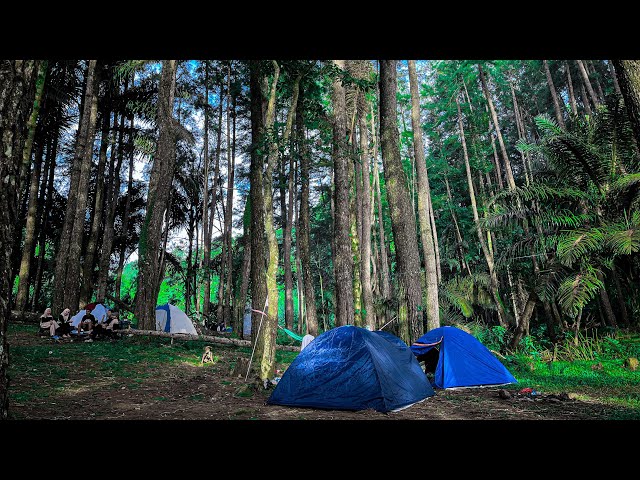 Camping di hutan pinus dulamayo🏕️