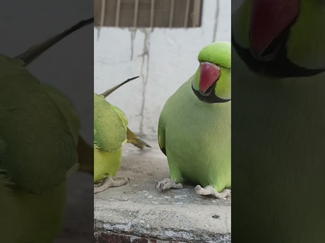 Ringneck Talking Parrot | Parrot Saying Mithu Mithu