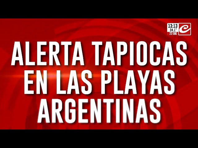 Alerta tapiocas en las playas argentinas ¿Qué hay que hacer si te pican?