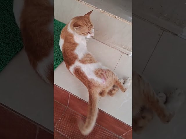 #funny #comedy #funnyvideo #murfi #trending #pet #gayitrirameshnaik #gayi3artgoa #cat #viralvideo