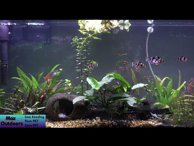 Tropical Fish Tank LIVE