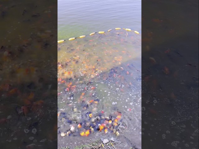 Goldfish Harvest & Selection – Picking the Best from the Pond! 👀