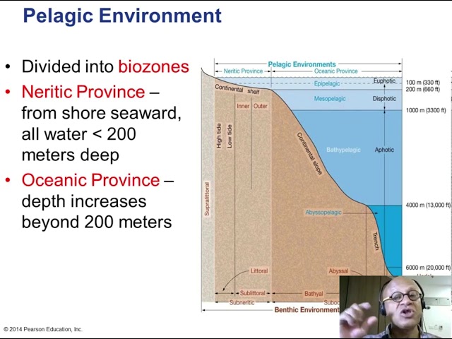 13  Divisions of the Marine Environment